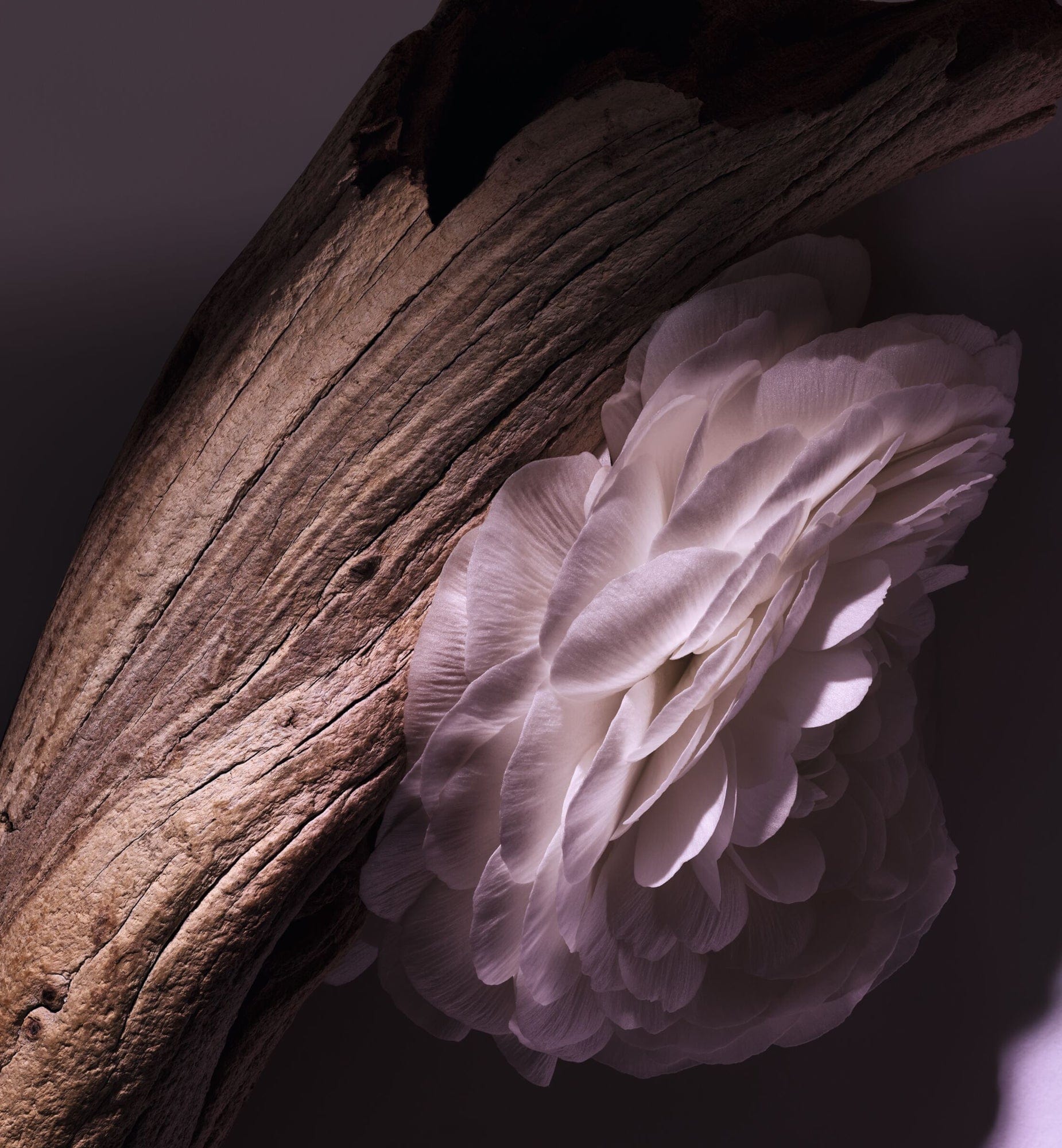 GRIS DIOR - Image 5