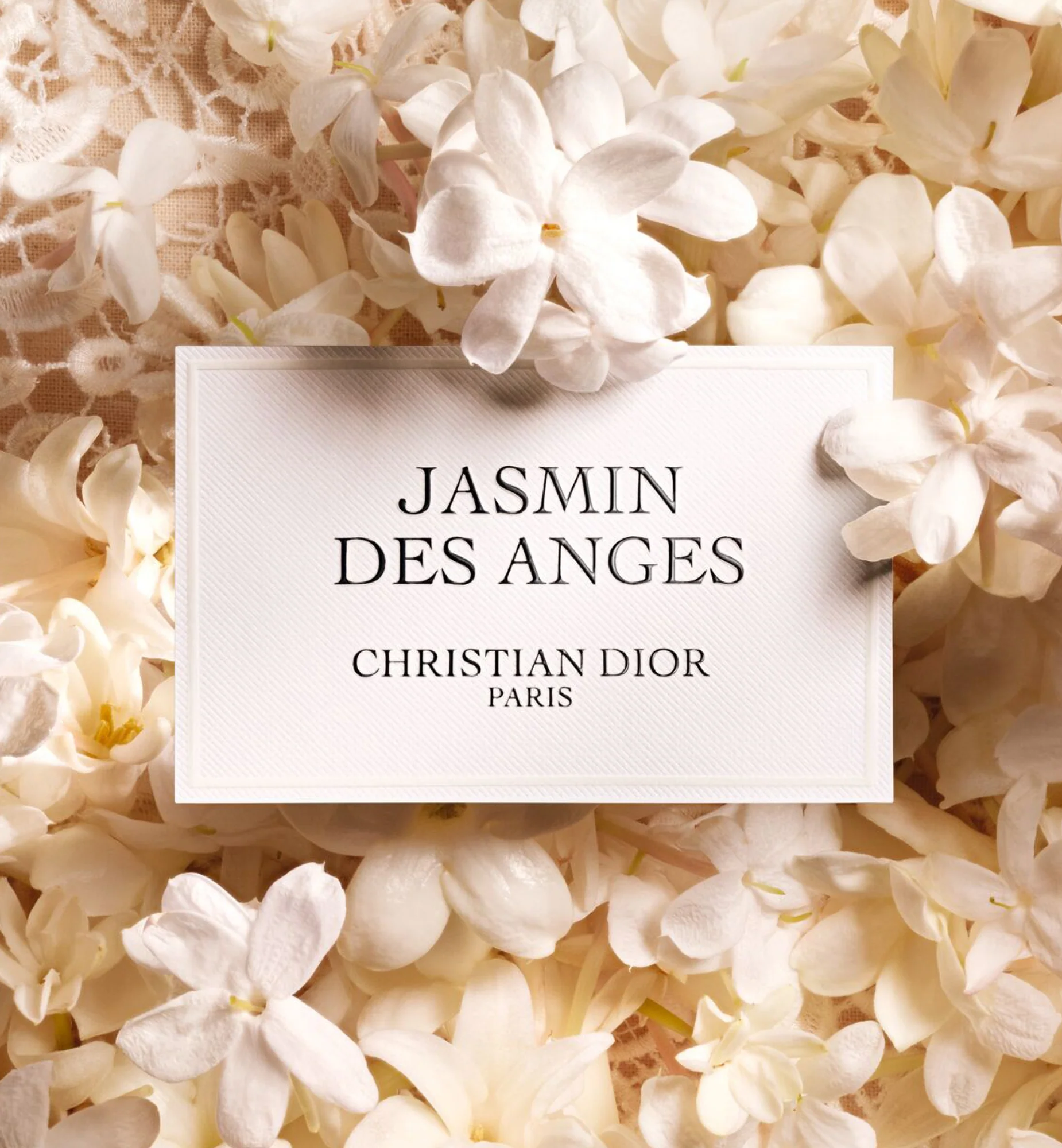 JASMIN DES ANGES - Image 4