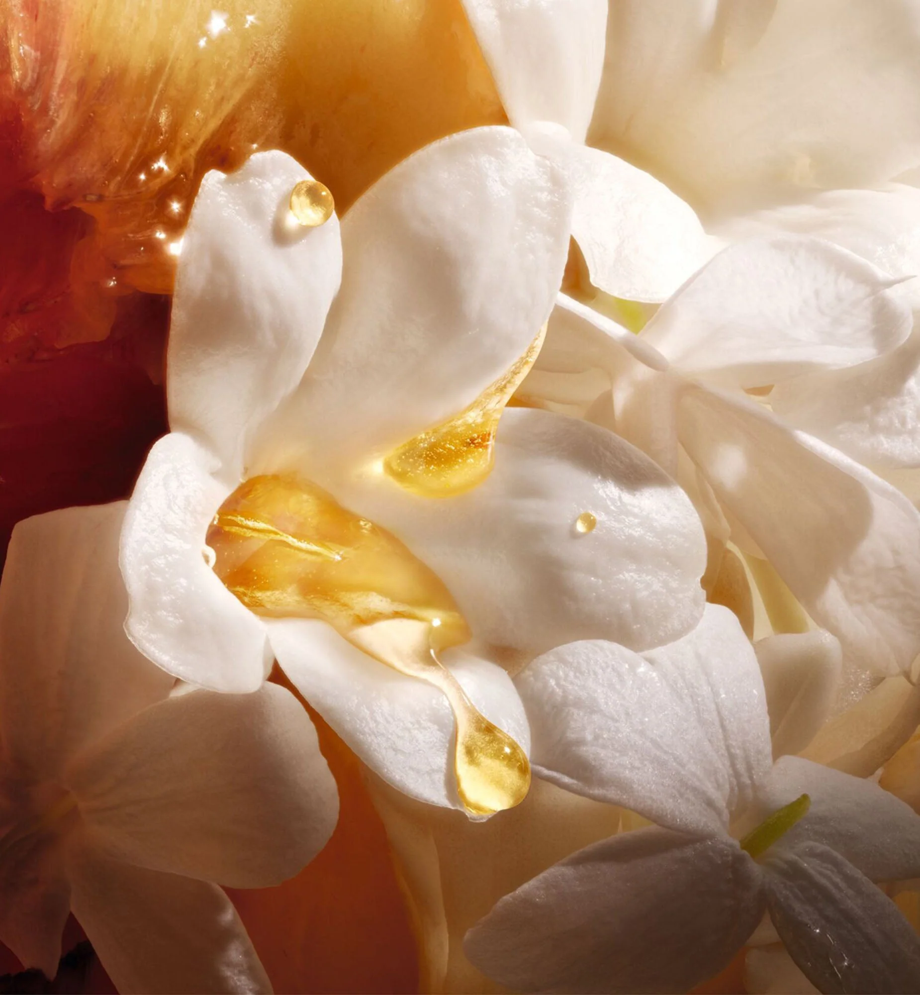 LAIT PARFUMÉ - Image 25