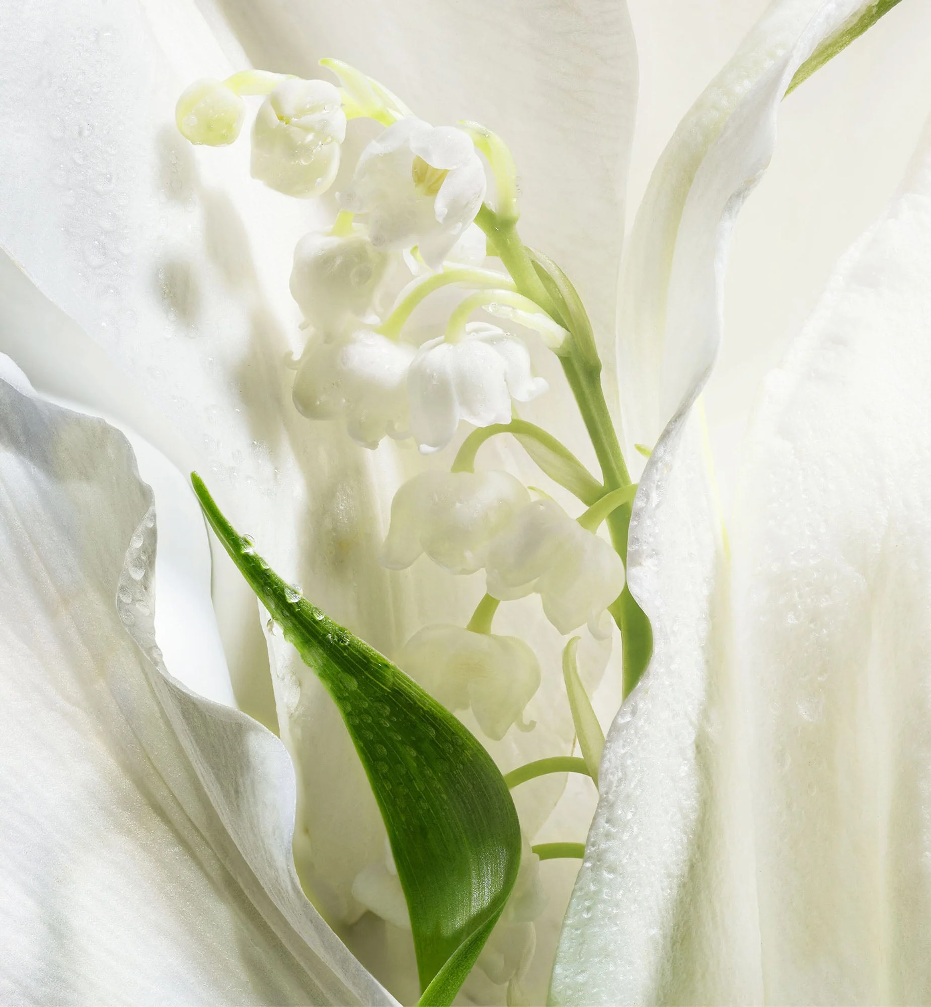 LAIT PARFUMÉ - Image 29