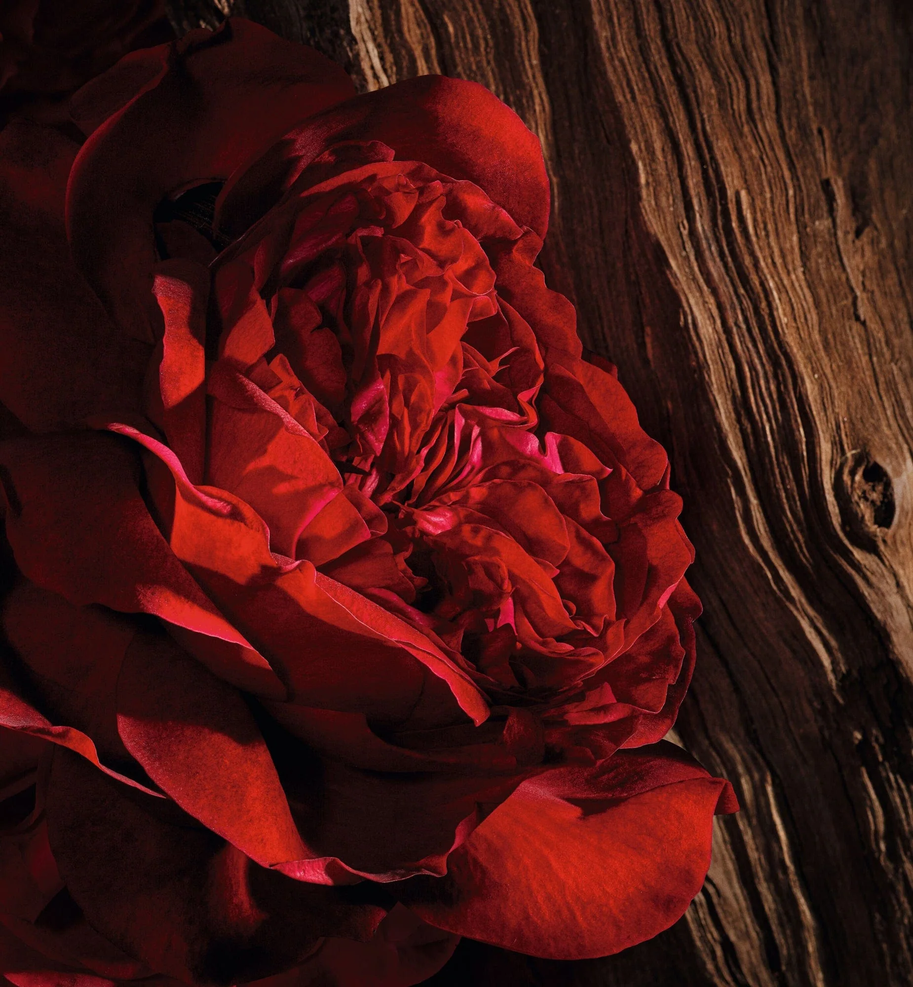 OUD ISPAHAN - Image 5