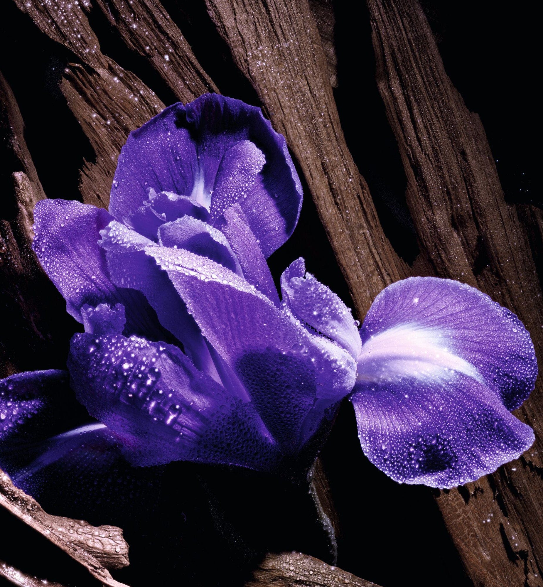 PURPLE OUD - Image 5