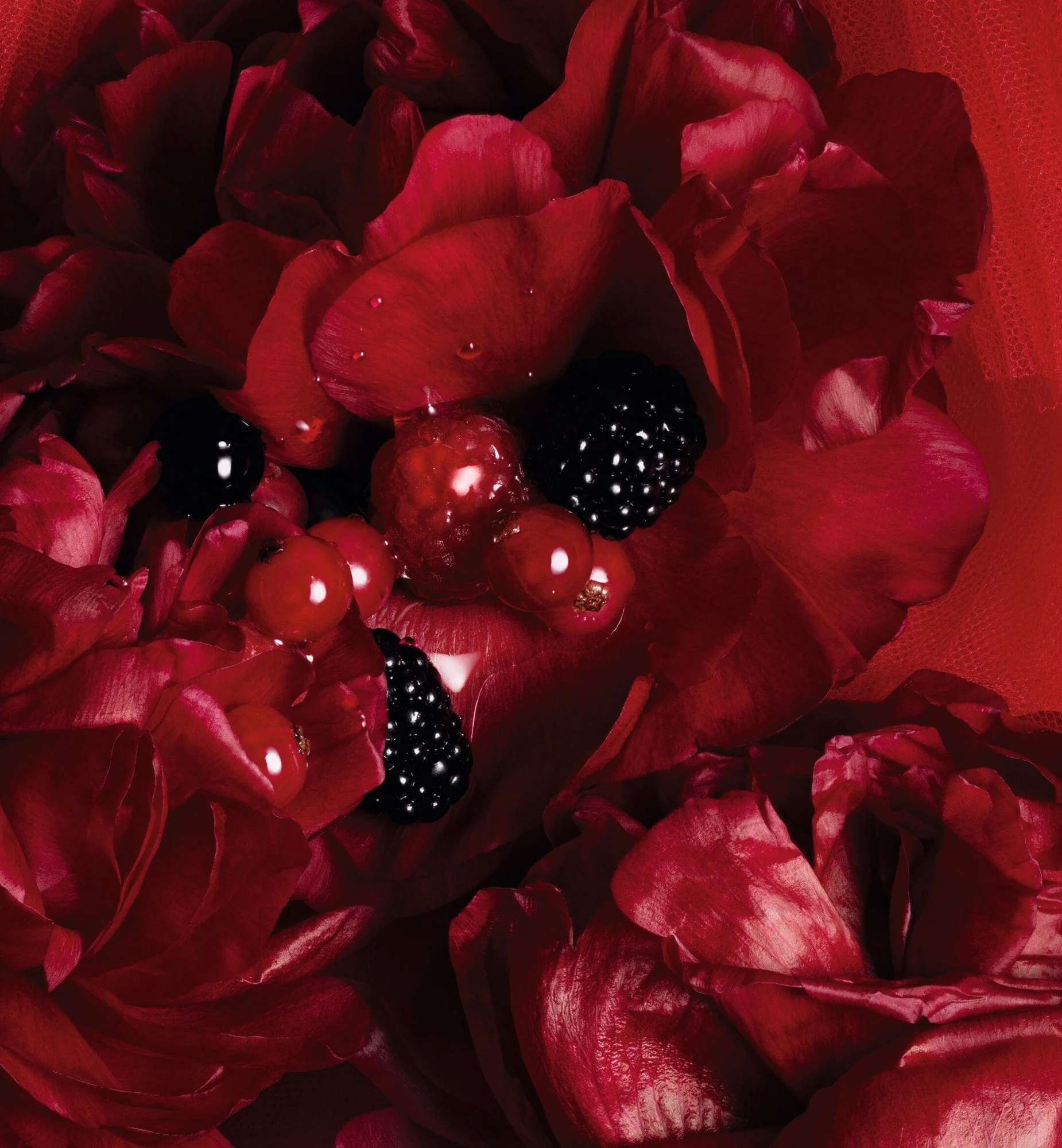 ROUGE TRAFALGAR - Image 5