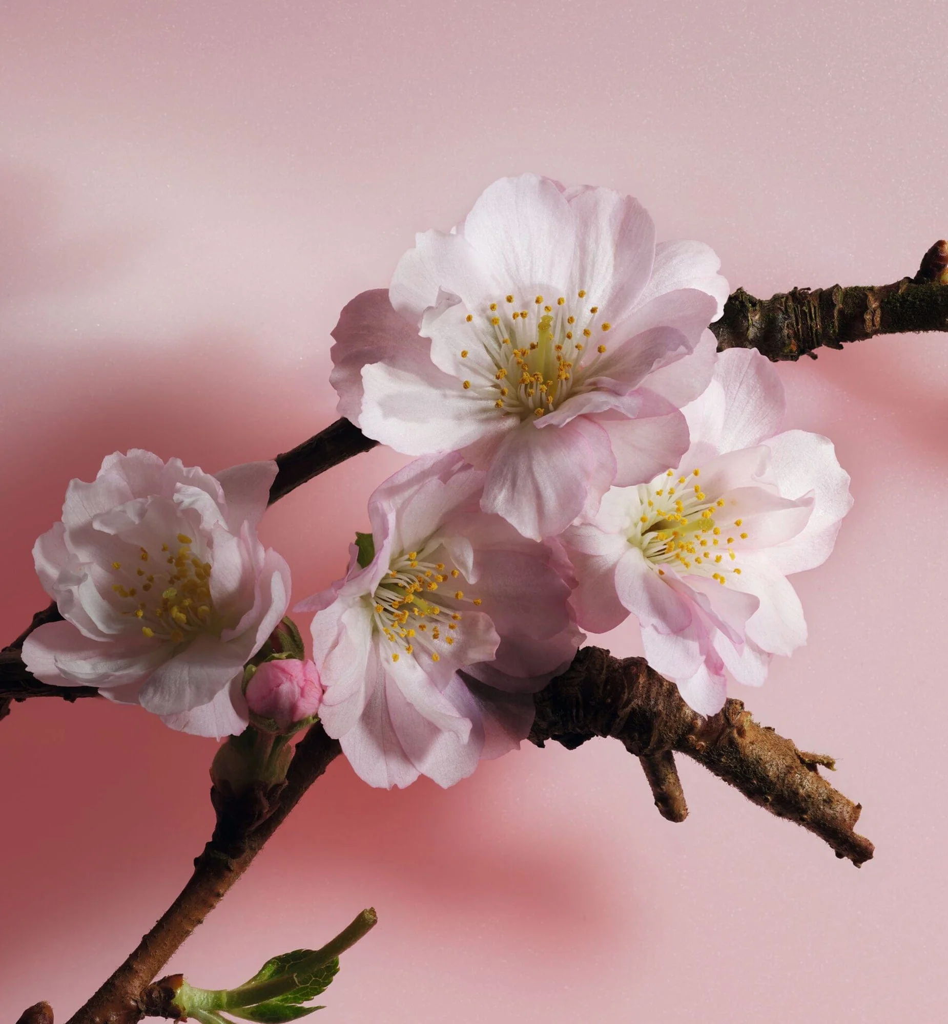 SAKURA - Image 5