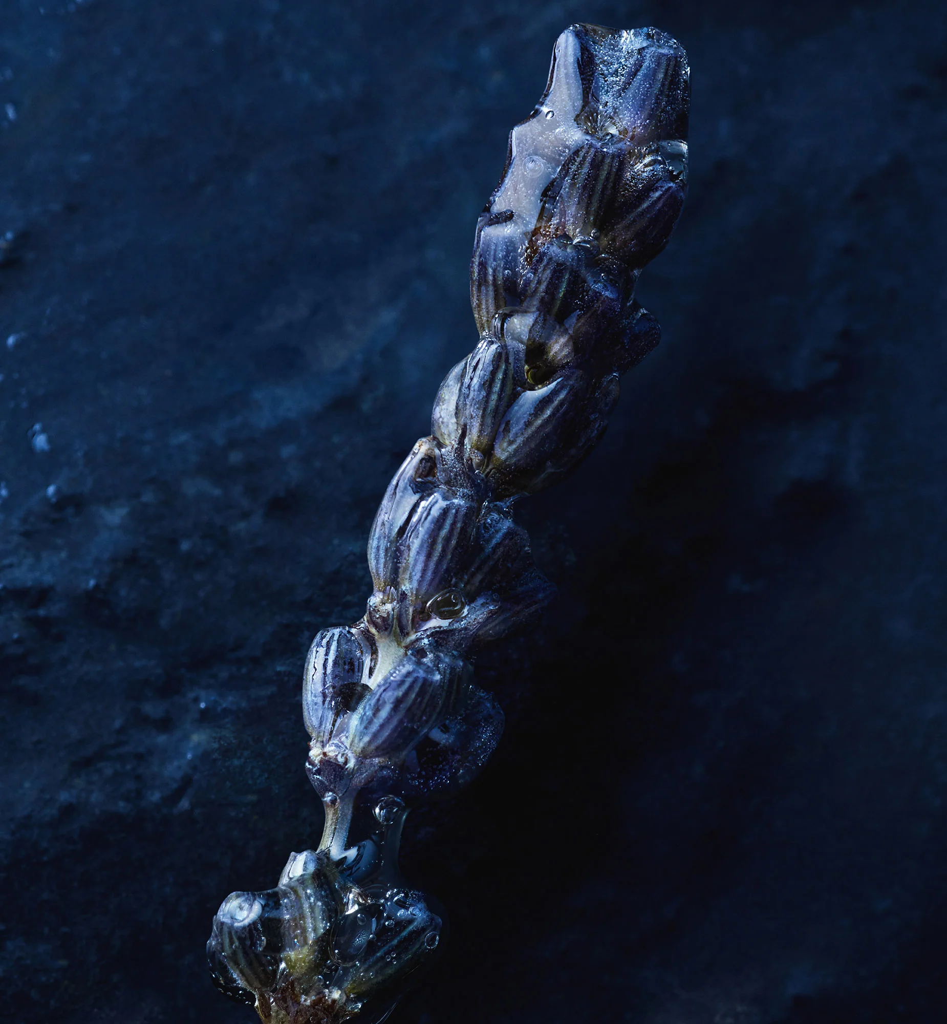 SAUVAGE EAU FORTE - Image 4